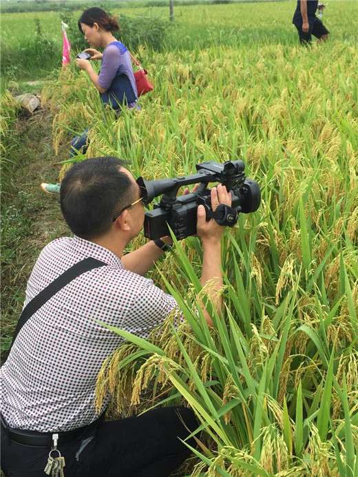 2016年8月8日枝江两优33再生稻现场会记者拍摄.jpg