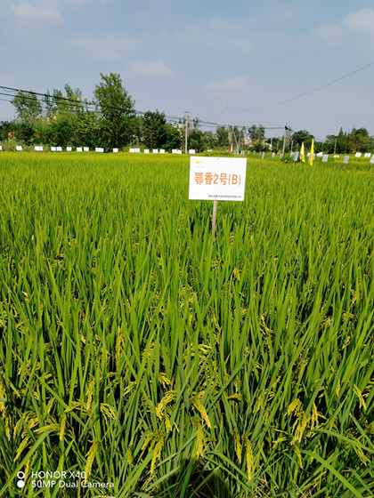7鄂香2号(一期).jpg