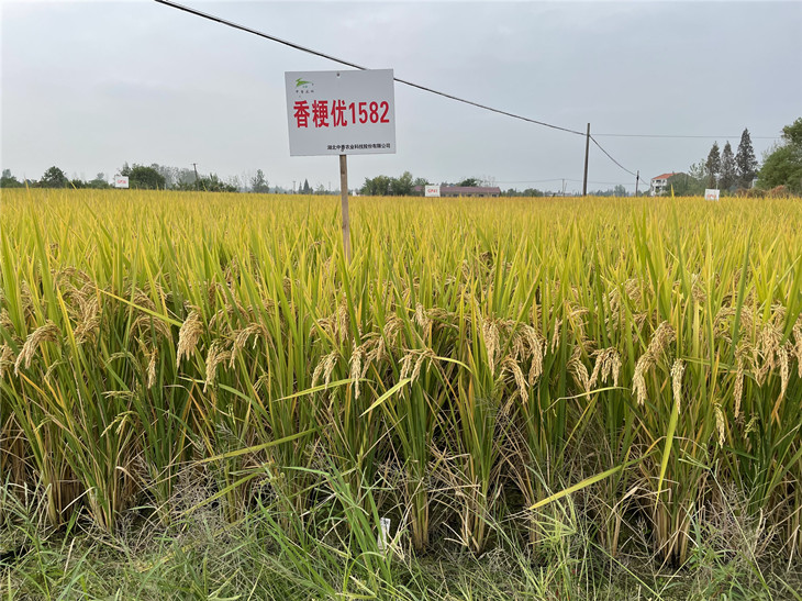 香粳优1582_副本.jpg