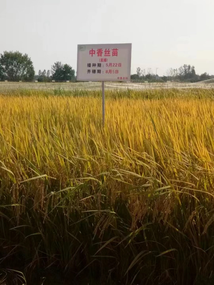 中香丝苗_副本.jpg
